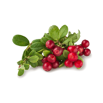 Bearberry oil extract
