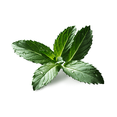 Peppermint leaves oil extract