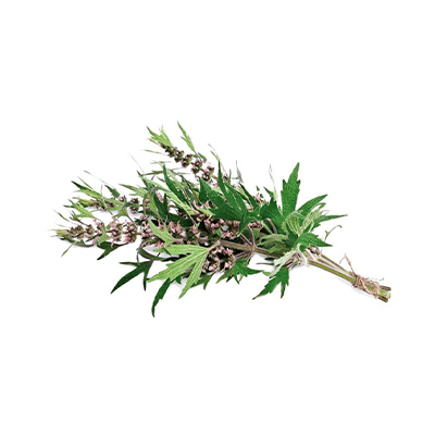 Motherwort oil extract