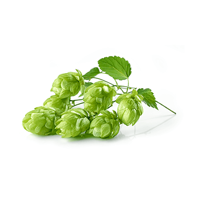 Hop oil extract
