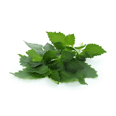 Burdock oil with nettles