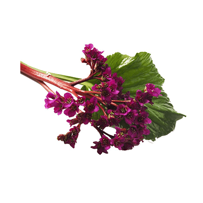 Bergenia leaves oil extract