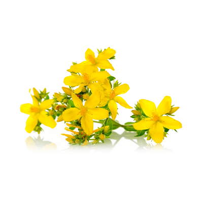 Hypericum oil extract