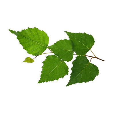 Birch buds oil extract