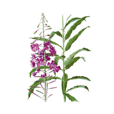Willowherb oil extract