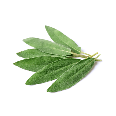 Sage leaves oil extract
