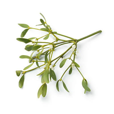 Mistletoe white oil extract