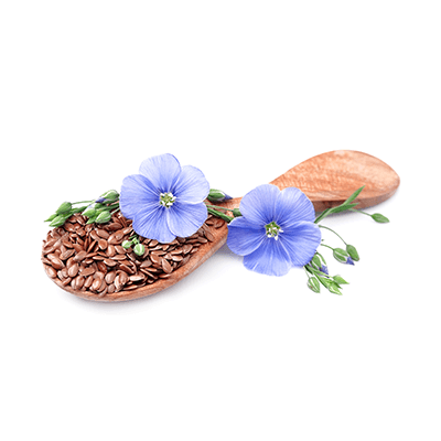 Linum usitatissimum L. oil extract