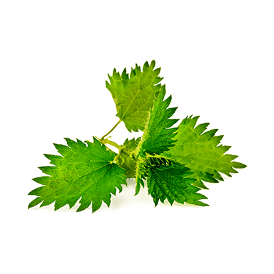 Nettle oil extract