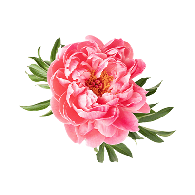 Peony evading oil extract