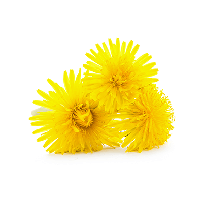 Dandelion roots oil extract