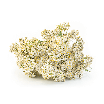 Yarrow flowers oil extract