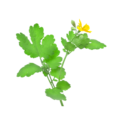 Celandine oil extract