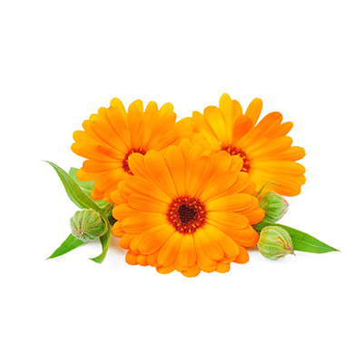 Calendula oil extract