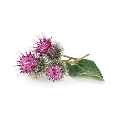 Burdock oil