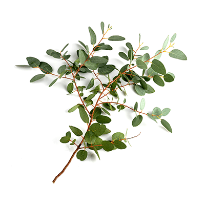 Eucalyptus leaves oil extract