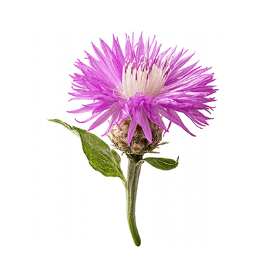 Leuzea safflower oil extract