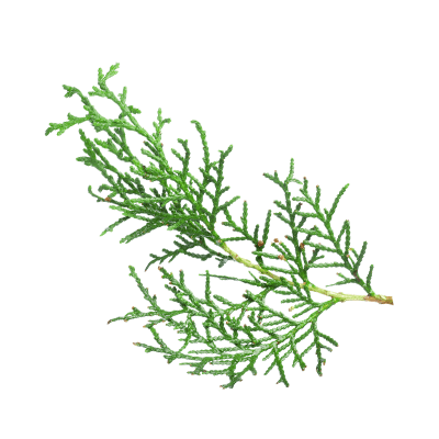 Thuja oil