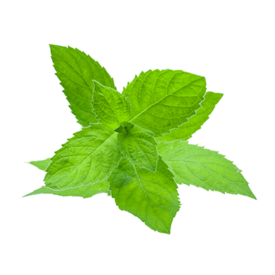 Mint oil (peppermint)