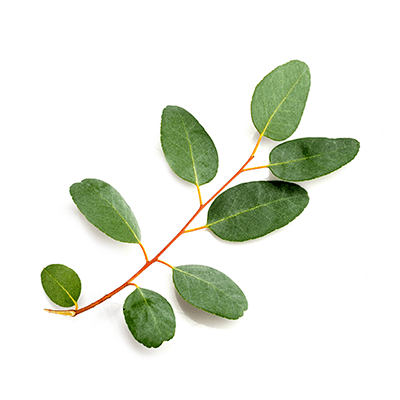 Eucalyptus oil