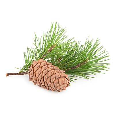 Cedar oil