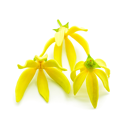 Ylang-ylang oil, identical