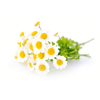 Chamomile oil