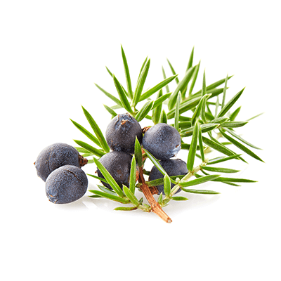 Juniper oil