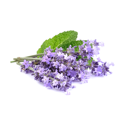 Lavender oil, natural