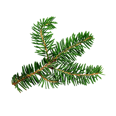 Spruce Oil