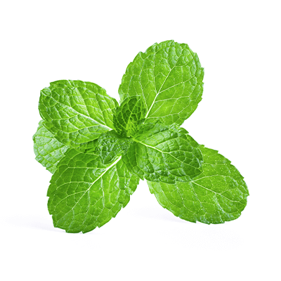 Mint oil (mint)