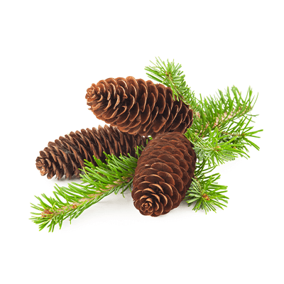 Каталог продукции Essential oils wholesale купить оптом и в розницу от производителя